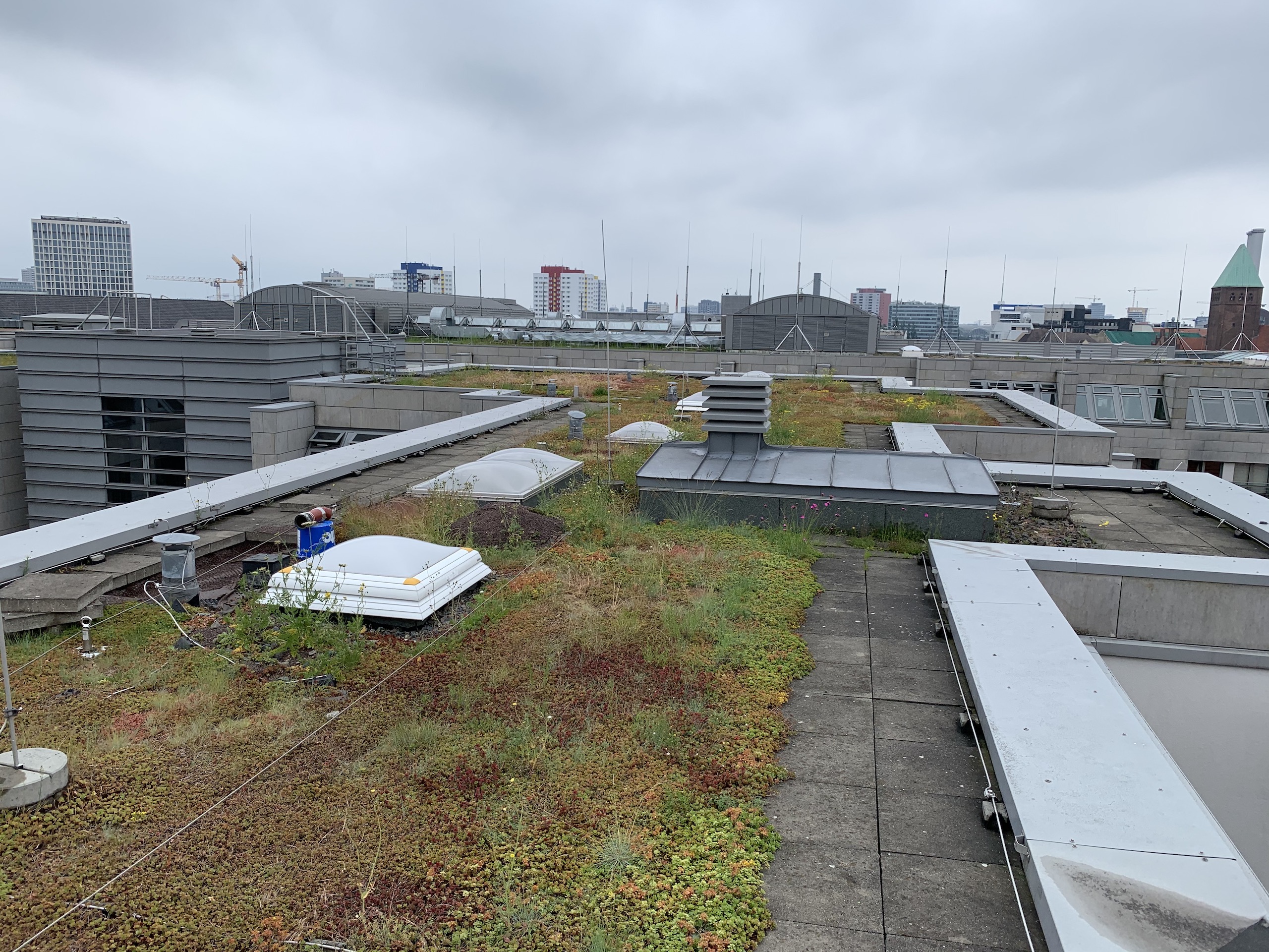 Dachbegrünung, Berliner Wasserbetriebe