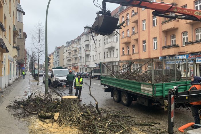 Straßenraumbegrünung und Alleebaumpflanzung Pichelsdorfer Straße