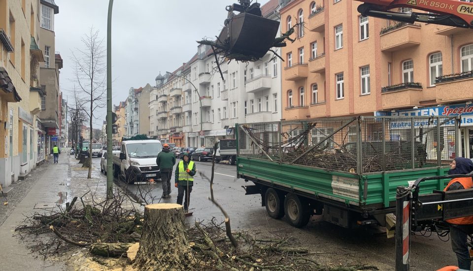 Straßenraumbegrünung und Alleebaumpflanzung Pichelsdorfer Straße